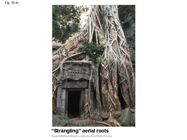 Fig. 35 -4 c “Strangling” aerial roots 