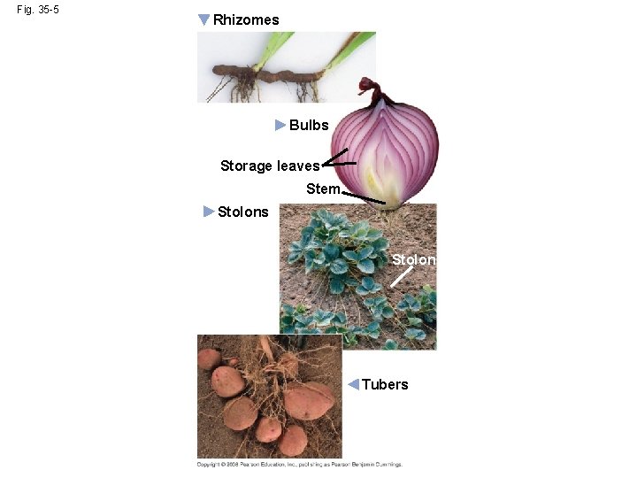 Fig. 35 -5 Rhizomes Bulbs Storage leaves Stem Stolons Stolon Tubers 