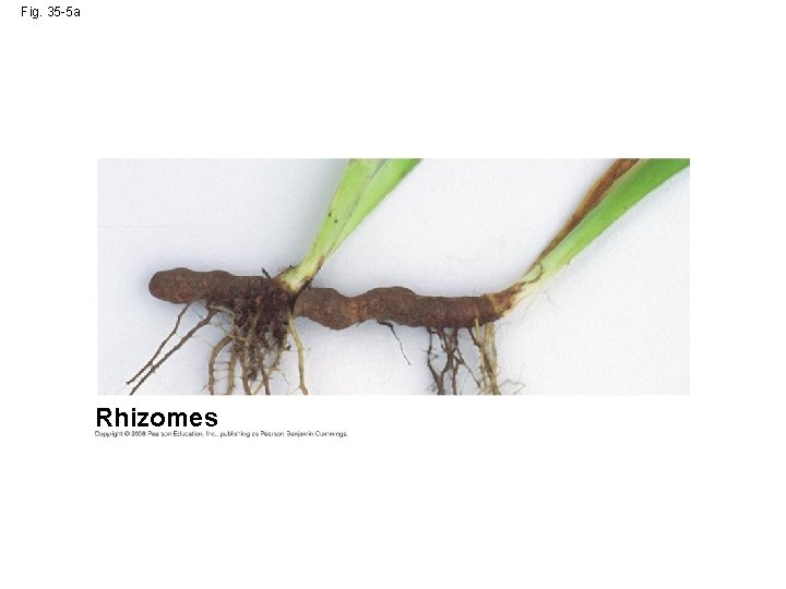 Fig. 35 -5 a Rhizomes 