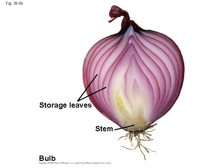 Fig. 35 -5 b Storage leaves Stem Bulb 