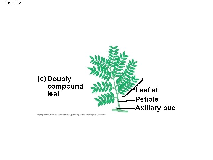 Fig. 35 -6 c (c) Doubly compound leaf Leaflet Petiole Axillary bud 