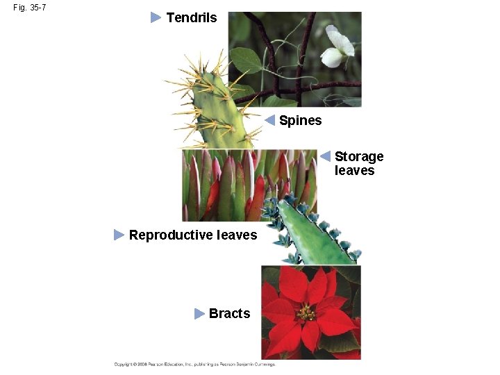 Fig. 35 -7 Tendrils Spines Storage leaves Reproductive leaves Bracts 