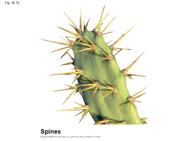 Fig. 35 -7 b Spines 