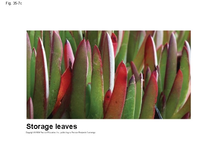 Fig. 35 -7 c Storage leaves 