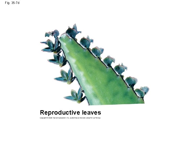 Fig. 35 -7 d Reproductive leaves 