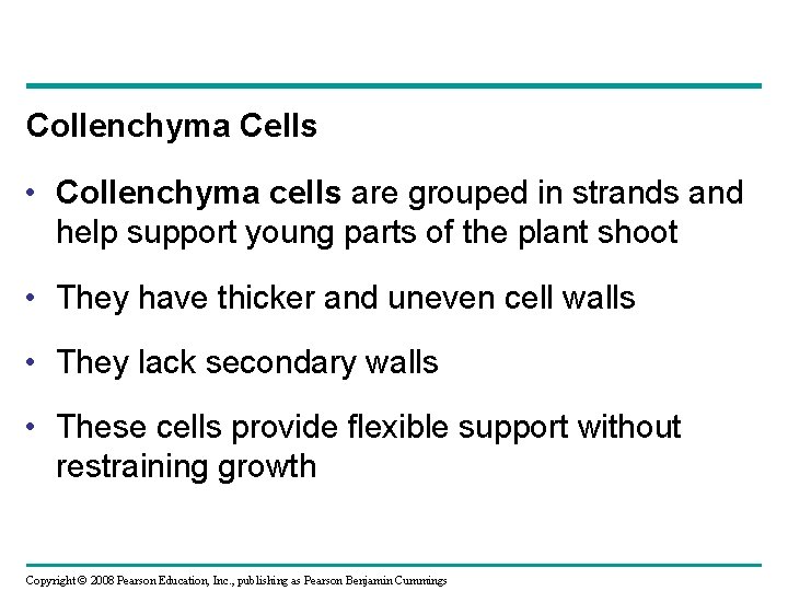 Collenchyma Cells • Collenchyma cells are grouped in strands and help support young parts