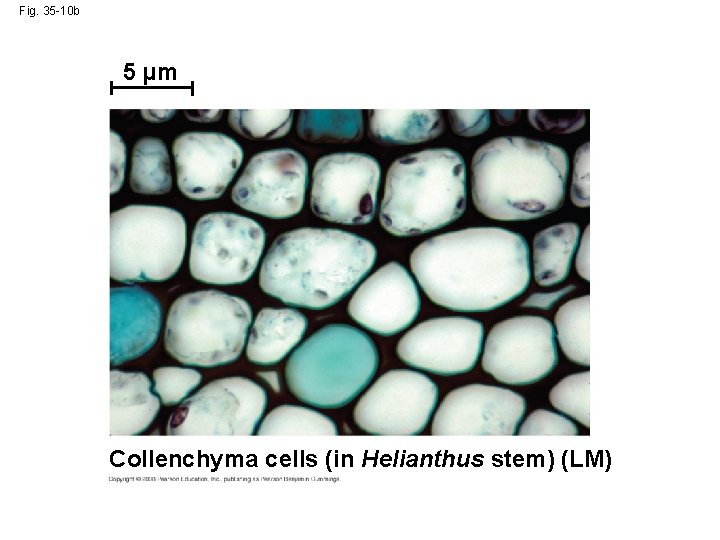 Fig. 35 -10 b 5 µm Collenchyma cells (in Helianthus stem) (LM) 