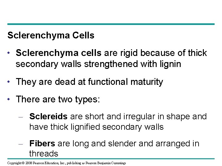 Sclerenchyma Cells • Sclerenchyma cells are rigid because of thick secondary walls strengthened with