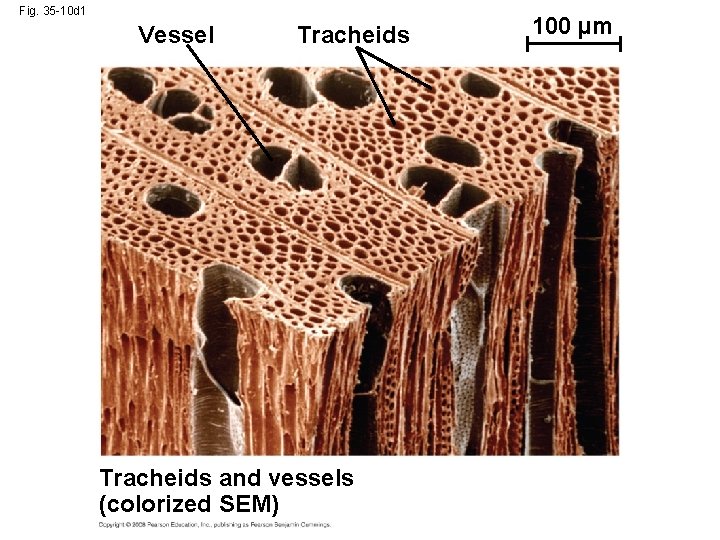 Fig. 35 -10 d 1 Vessel Tracheids and vessels (colorized SEM) 100 µm 