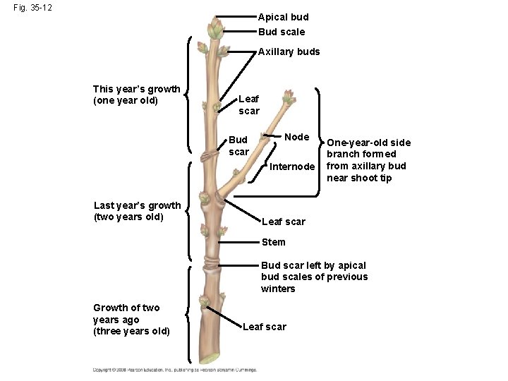 Fig. 35 -12 Apical bud Bud scale Axillary buds This year’s growth (one year