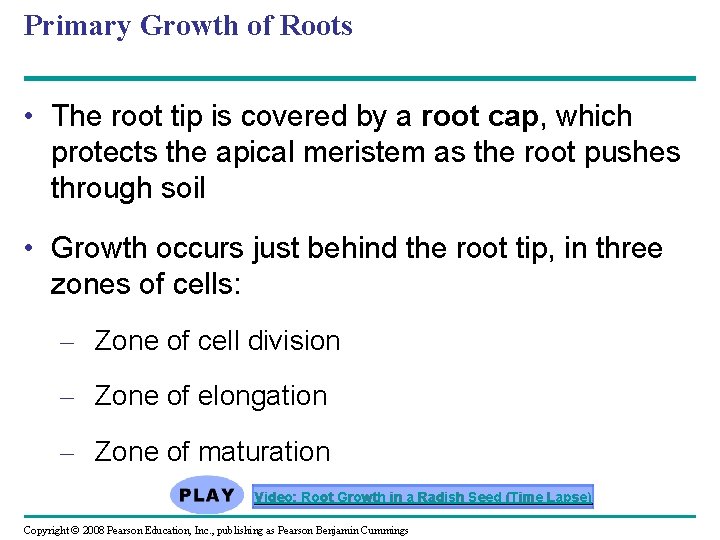 Primary Growth of Roots • The root tip is covered by a root cap,