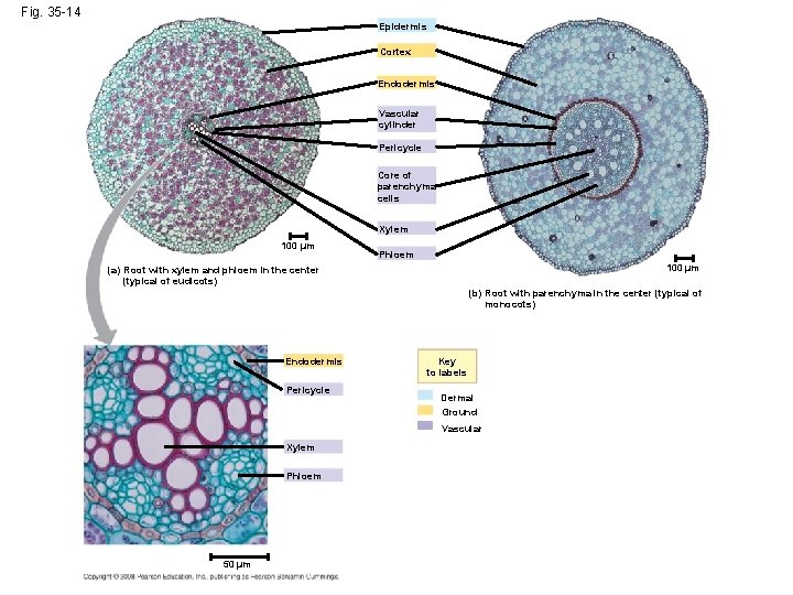 Fig. 35 -14 Epidermis Cortex Endodermis Vascular cylinder Pericycle Core of parenchyma cells Xylem