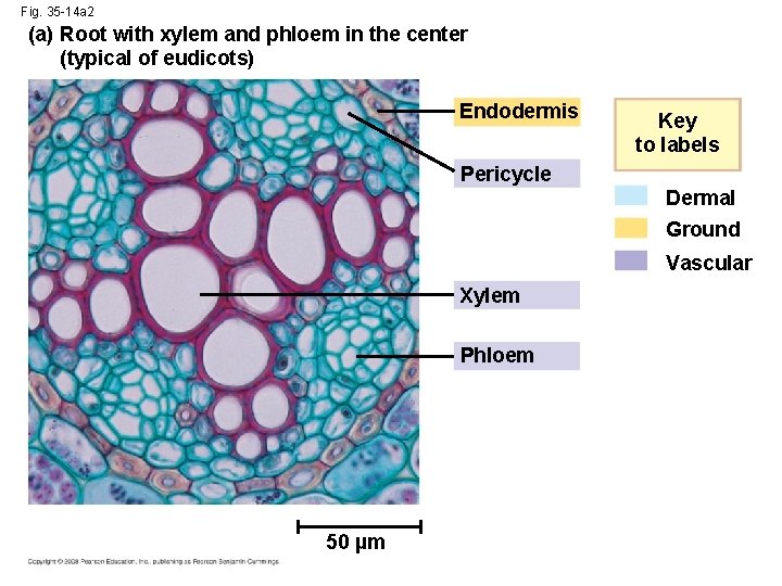 Fig. 35 -14 a 2 (a) Root with xylem and phloem in the center