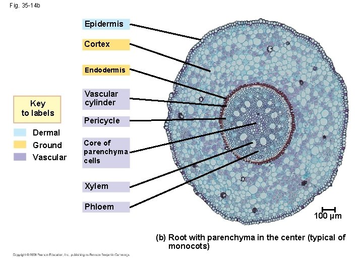 Fig. 35 -14 b Epidermis Cortex Endodermis Key to labels Vascular cylinder Pericycle Dermal