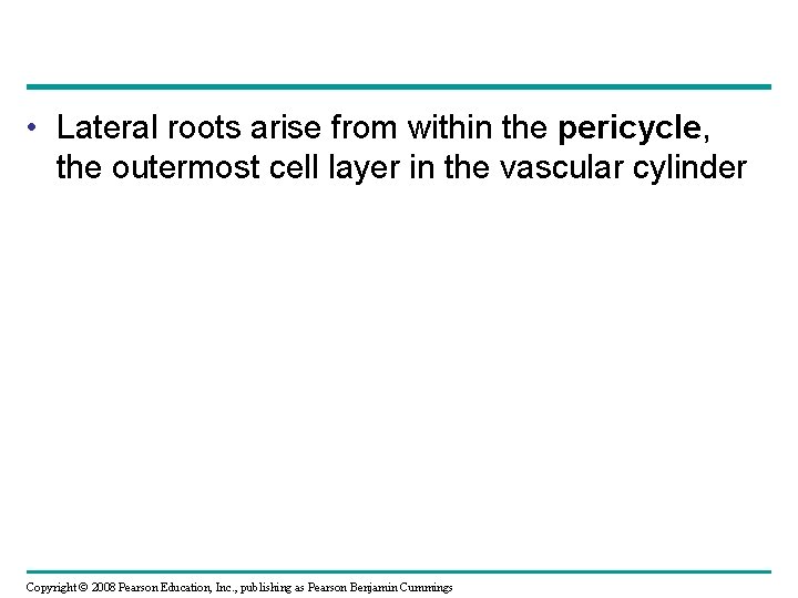 • Lateral roots arise from within the pericycle, the outermost cell layer in