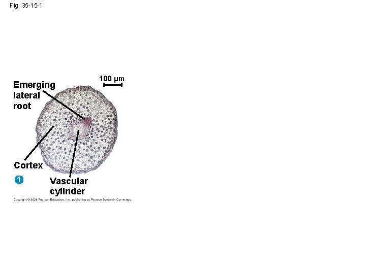 Fig. 35 -15 -1 Emerging lateral root Cortex 1 Vascular cylinder 100 µm 