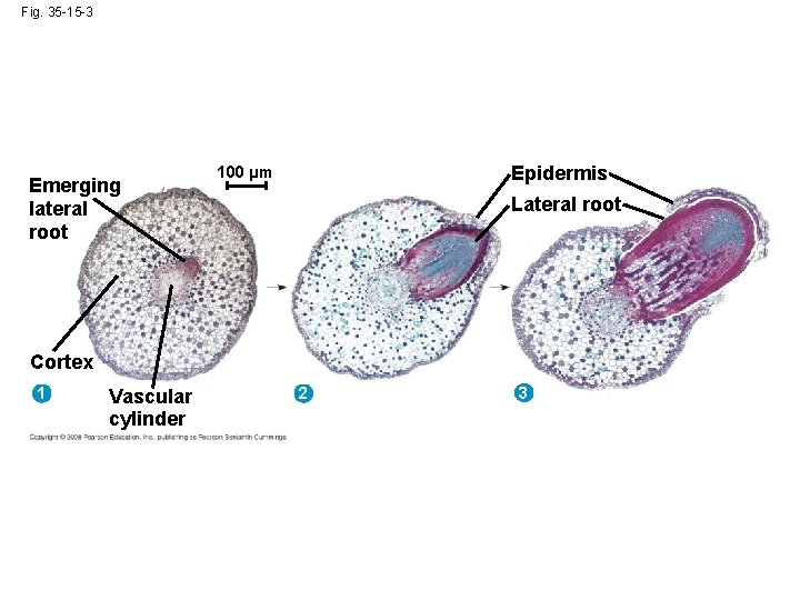 Fig. 35 -15 -3 Emerging lateral root Epidermis 100 µm Lateral root Cortex 1