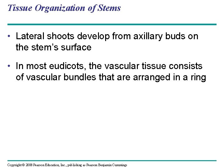 Tissue Organization of Stems • Lateral shoots develop from axillary buds on the stem’s