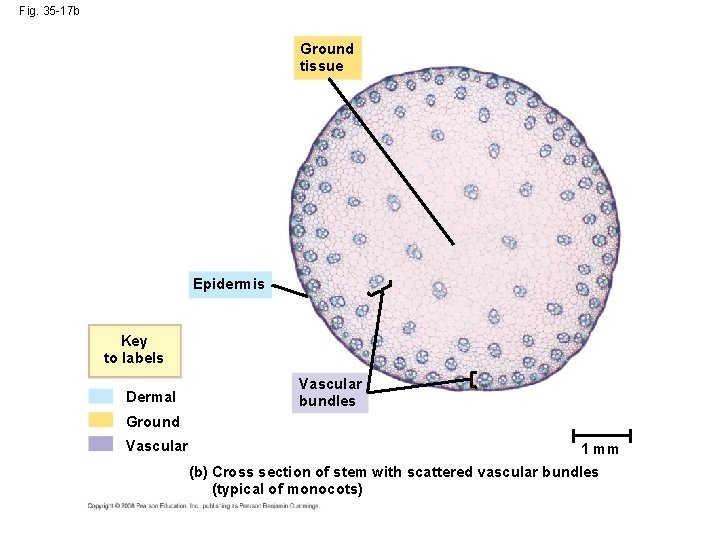 Fig. 35 -17 b Ground tissue Epidermis Key to labels Dermal Vascular bundles Ground
