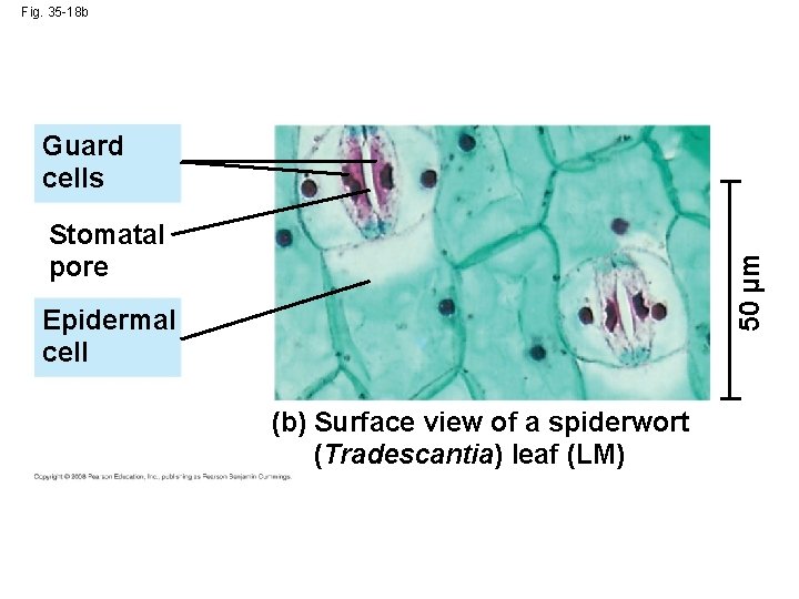 Fig. 35 -18 b Guard cells 50 µm Stomatal pore Epidermal cell (b) Surface