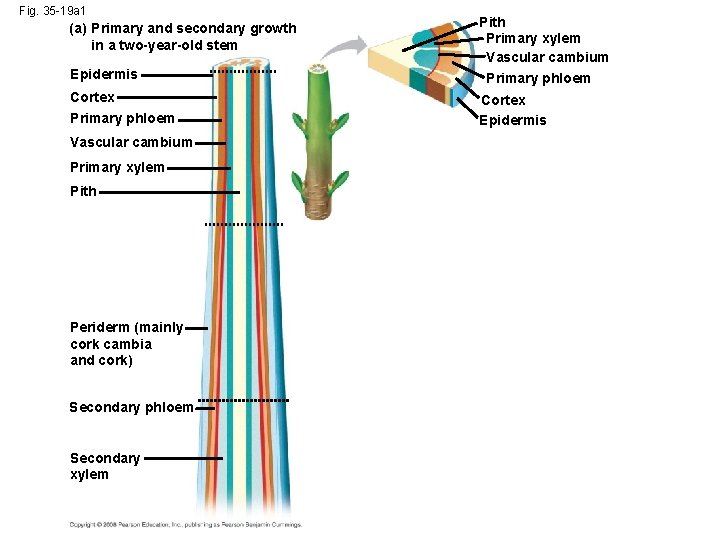 Fig. 35 -19 a 1 (a) Primary and secondary growth in a two-year-old stem