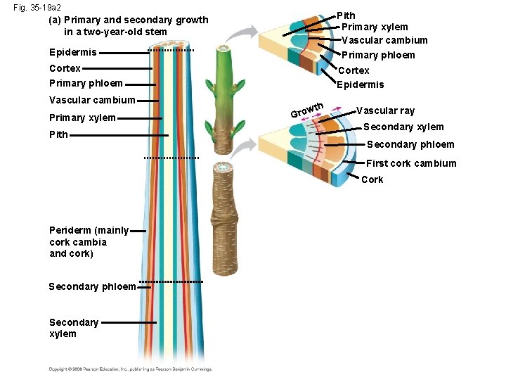 Fig. 35 -19 a 2 Pith Primary xylem Vascular cambium Primary phloem (a) Primary