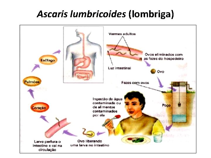 Ascaris lumbricoides (lombriga) 