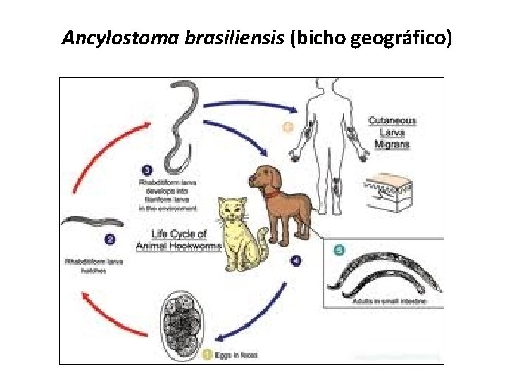 Ancylostoma brasiliensis (bicho geográfico) 