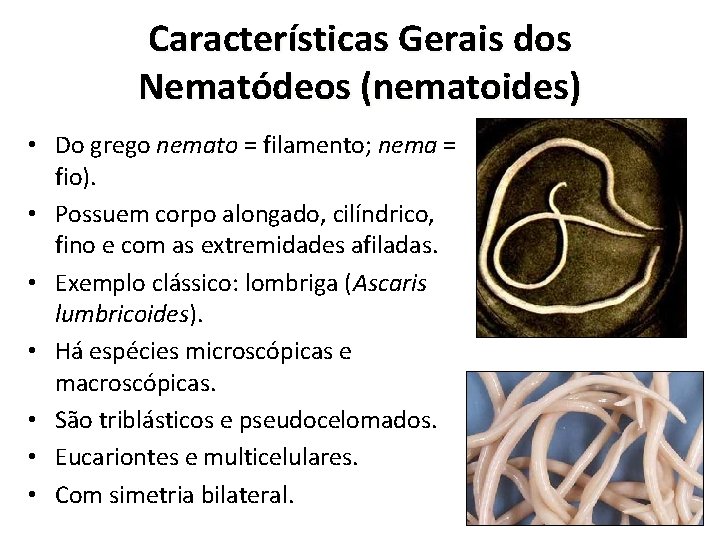 Características Gerais dos Nematódeos (nematoides) • Do grego nemato = filamento; nema = fio).