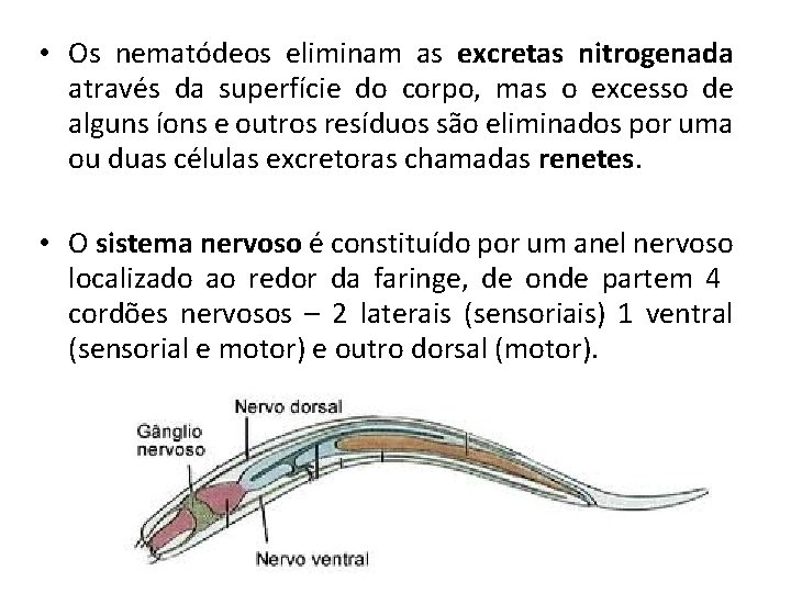 • Os nematódeos eliminam as excretas nitrogenada através da superfície do corpo, mas