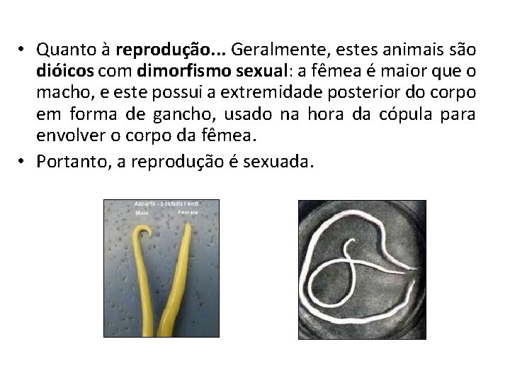  • Quanto à reprodução. . . Geralmente, estes animais são dióicos com dimorfismo