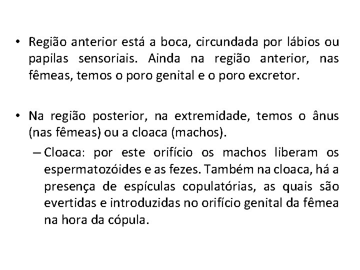  • Região anterior está a boca, circundada por lábios ou papilas sensoriais. Ainda
