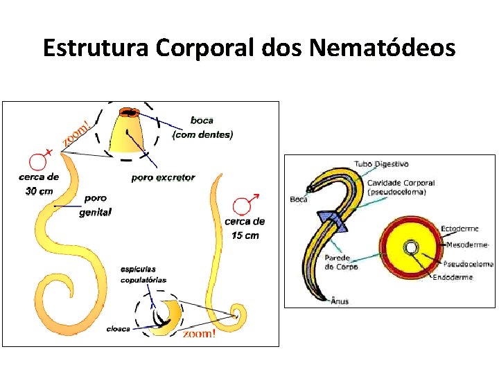 Estrutura Corporal dos Nematódeos 