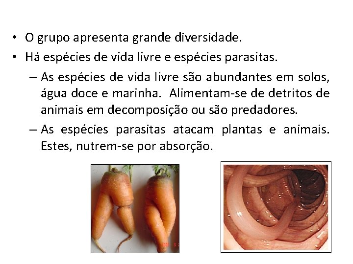  • O grupo apresenta grande diversidade. • Há espécies de vida livre e