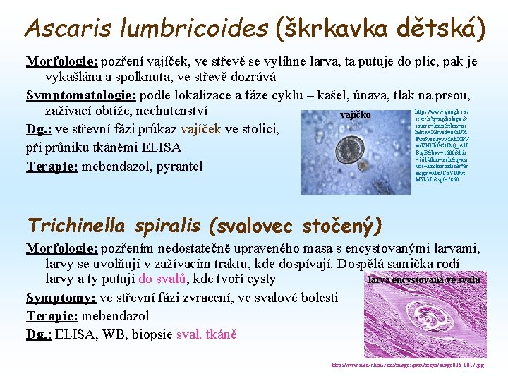 Ascaris lumbricoides (škrkavka dětská) Morfologie: pozření vajíček, ve střevě se vylíhne larva, ta putuje