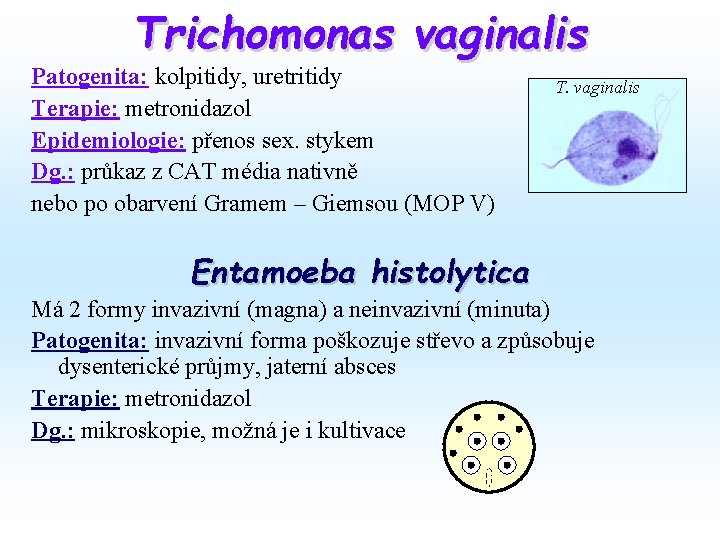 Trichomonas vaginalis Patogenita: kolpitidy, uretritidy Terapie: metronidazol Epidemiologie: přenos sex. stykem Dg. : průkaz