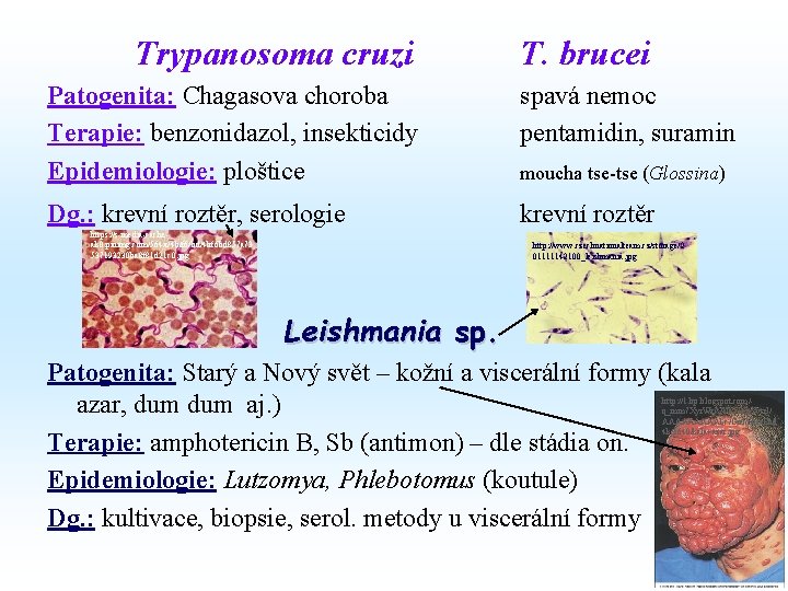 Trypanosoma cruzi T. brucei Patogenita: Chagasova choroba Terapie: benzonidazol, insekticidy Epidemiologie: ploštice spavá nemoc