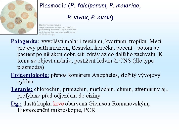 Plasmodia (P. falciparum, P. malariae, P. vivax, P. ovale) http: //www. pixnio. com/freeimages/science/microscopy-images/malariaplasmodium/plasmodium-falciparum-schizontsinside-two-erythrocytes-using-wrights-stainsx 1500