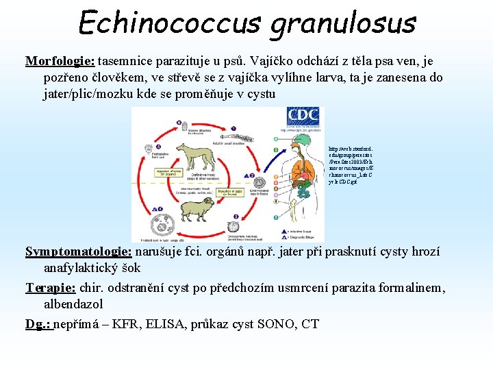 Echinococcus granulosus Morfologie: tasemnice parazituje u psů. Vajíčko odchází z těla psa ven, je