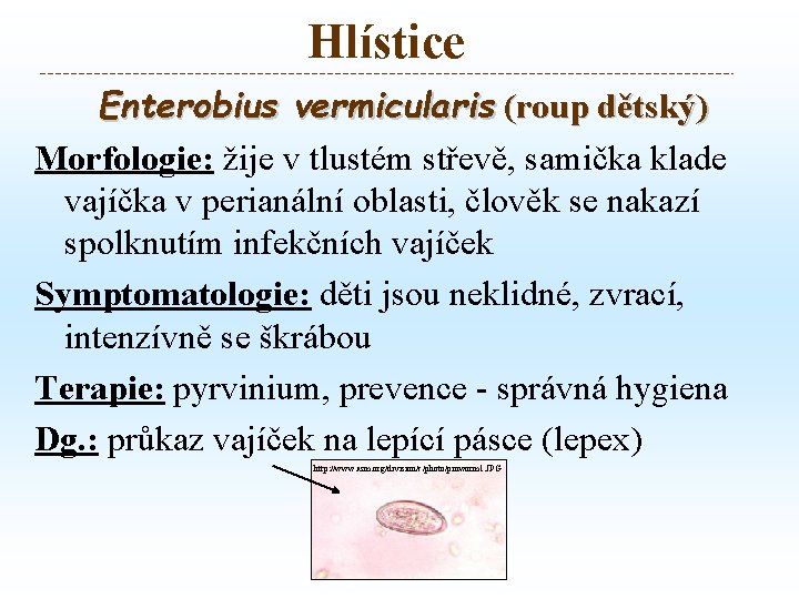 Hlístice Enterobius vermicularis (roup dětský) Morfologie: žije v tlustém střevě, samička klade vajíčka v