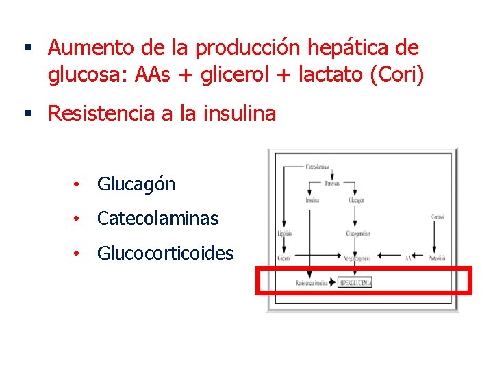 § Aumento de la producción hepática de glucosa: AAs + glicerol + lactato (Cori) § Aumento de la producción hepática de glucosa: AAs + glicerol + lactato (Cori)