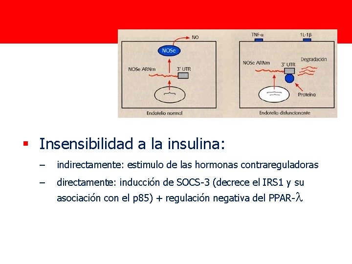 § Insensibilidad a la insulina: – indirectamente: estimulo de las hormonas contrareguladoras – directamente: § Insensibilidad a la insulina: – indirectamente: estimulo de las hormonas contrareguladoras – directamente: