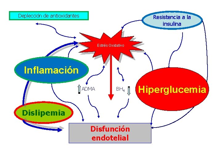 Deplección de antioxidantes Resistencia a la insulina Estrés Oxidativo Inflamación ADMA BH 4 Dislipemia Deplección de antioxidantes Resistencia a la insulina Estrés Oxidativo Inflamación ADMA BH 4 Dislipemia