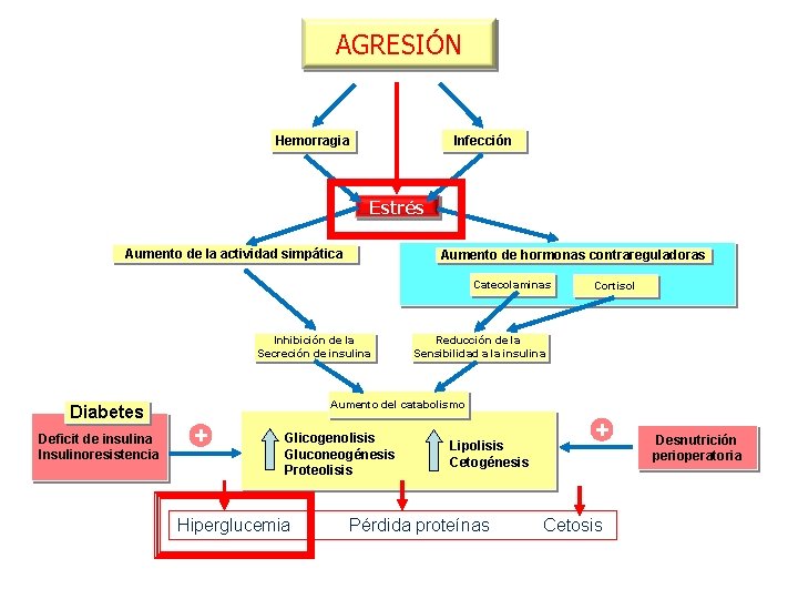 AGRESIÓN Hemorragia Infección Estrés Aumento de la actividad simpática Aumento de hormonas contrareguladoras Catecolaminas AGRESIÓN Hemorragia Infección Estrés Aumento de la actividad simpática Aumento de hormonas contrareguladoras Catecolaminas