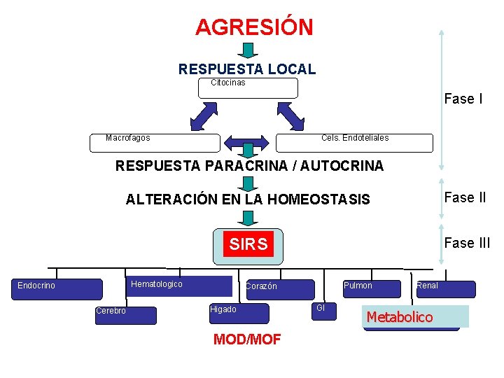 AGRESIÓN RESPUESTA LOCAL Citocinas Fase I Macrofagos Cels. Endoteliales RESPUESTA PARACRINA / AUTOCRINA AGRESIÓN RESPUESTA LOCAL Citocinas Fase I Macrofagos Cels. Endoteliales RESPUESTA PARACRINA / AUTOCRINA