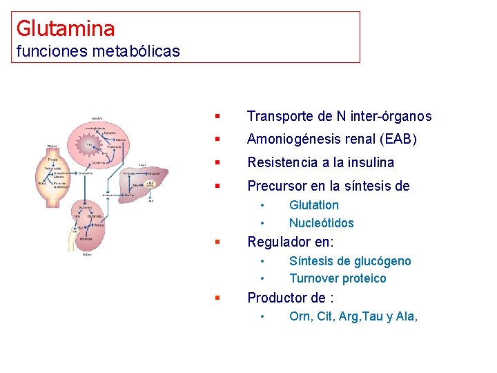 Glutamina funciones metabólicas § Transporte de N inter-órganos § Amoniogénesis renal (EAB) § Resistencia Glutamina funciones metabólicas § Transporte de N inter-órganos § Amoniogénesis renal (EAB) § Resistencia