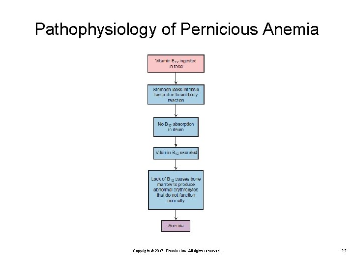 Pathophysiology of Pernicious Anemia Copyright © 2017, Elsevier Inc. All rights reserved. 14 