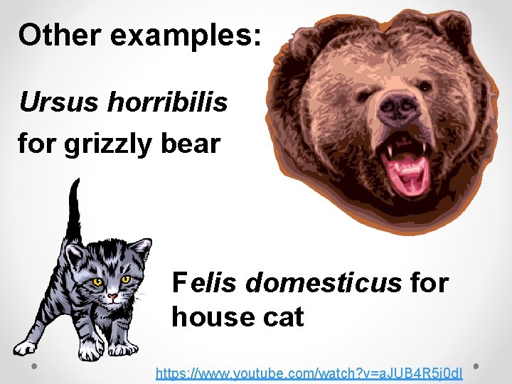 Other examples: Ursus horribilis for grizzly bear Felis domesticus for house cat https: //www.