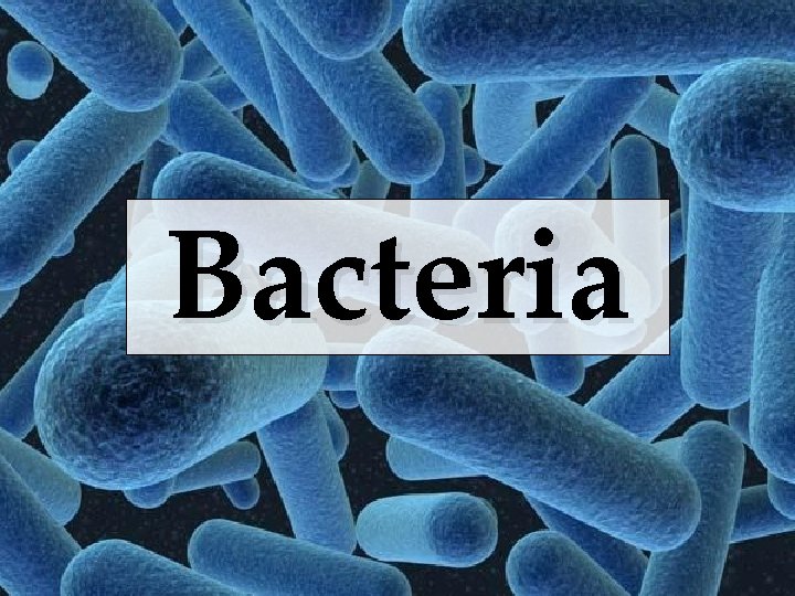 Bacteria 