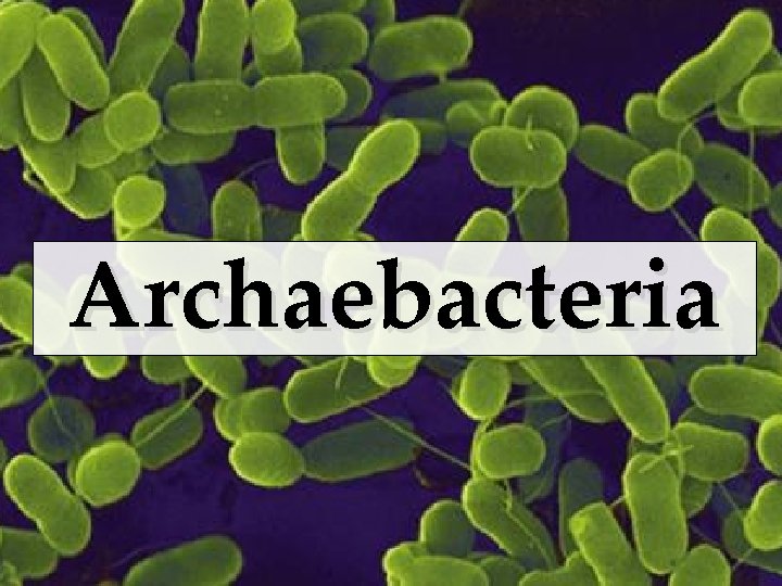 Archaebacteria 